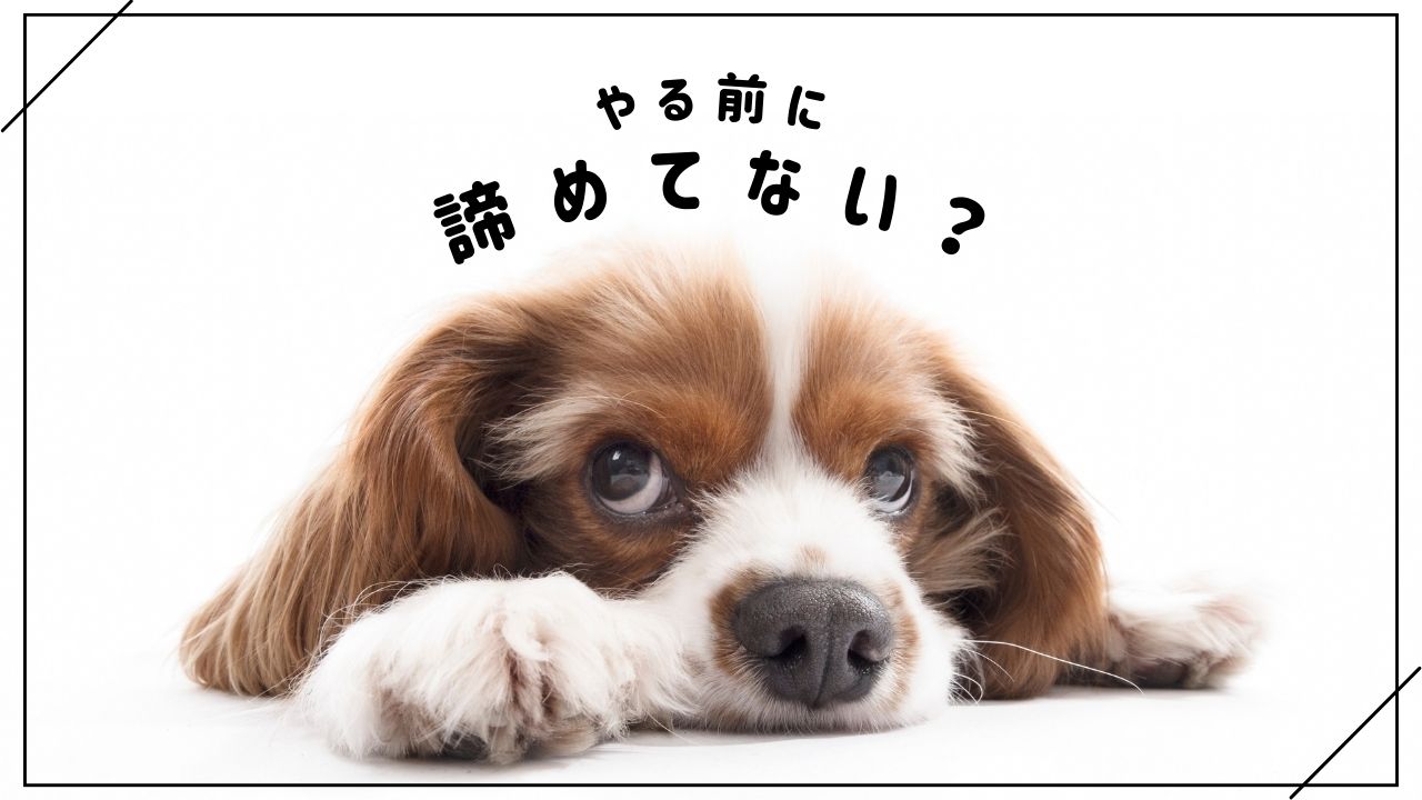 Z会幼児コース体験談｜後悔したことと今だからわかる親子学習の楽しさ